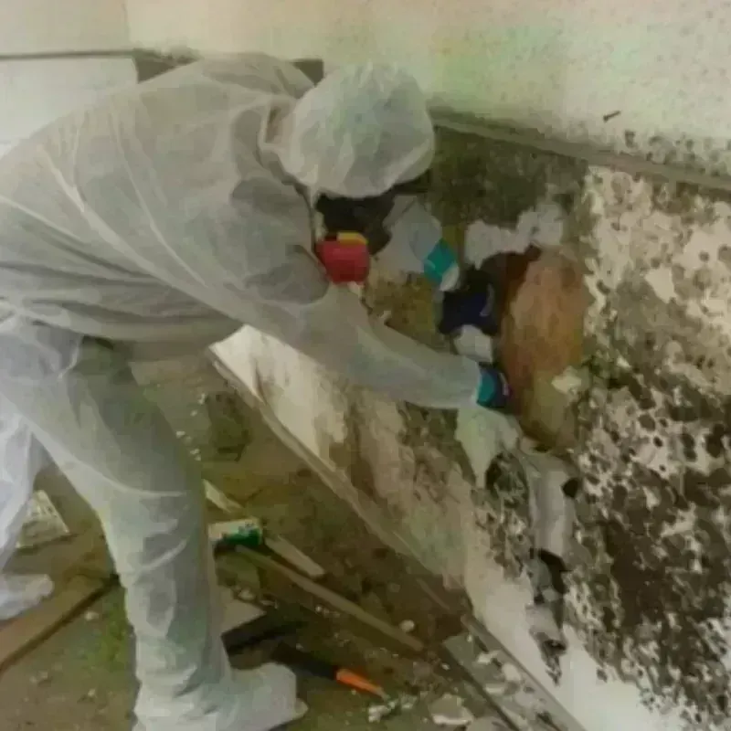 Mold Remediation and Removal in Robertson County, TN